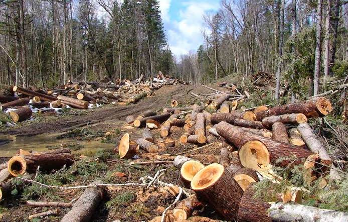 dampak buruk penebangan hutan